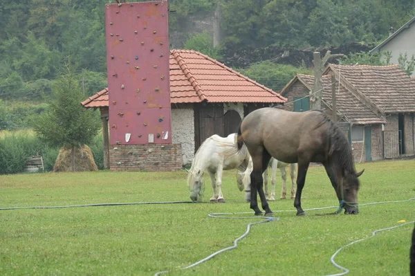 Pferde Auf Der Weide Natur — Stockfoto