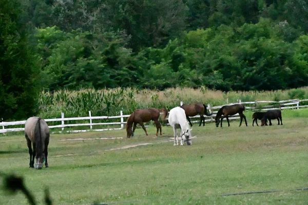 Caballos Pasto Naturaleza — Foto de Stock