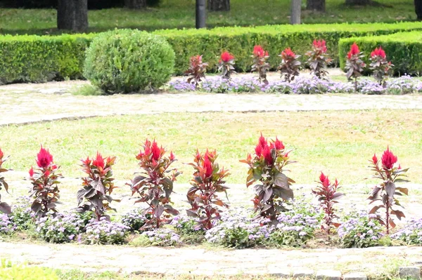 Belles Fleurs Dans Jardin — Photo