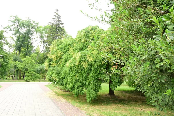 Parktaki Yeşil Ağaçlar Doğa — Stok fotoğraf