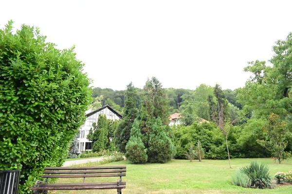 Piękny Zielony Park Drzewami Roślinami — Zdjęcie stockowe