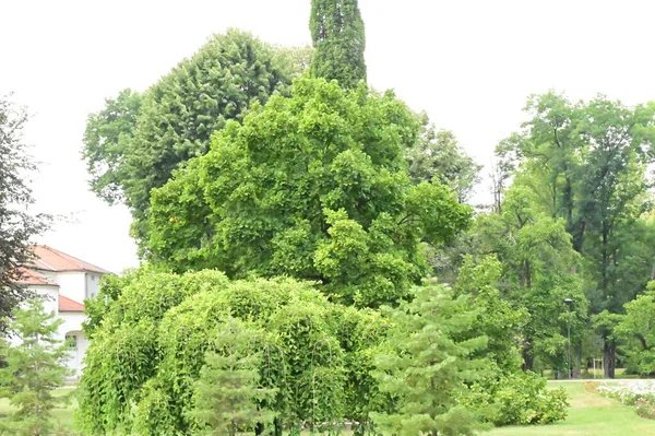 Árvores Verdes Parque Natureza — Fotografia de Stock