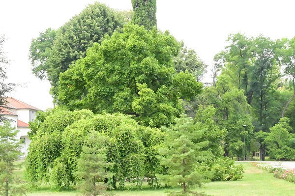 Parktaki Yeşil Ağaçlar Doğa — Stok fotoğraf