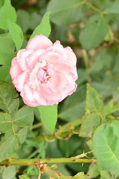 花园里美丽的粉红色花朵 — 图库照片