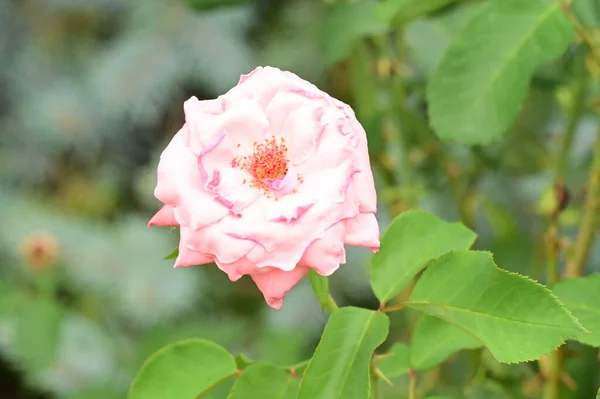 Mooie Roze Bloemen Tuin — Stockfoto