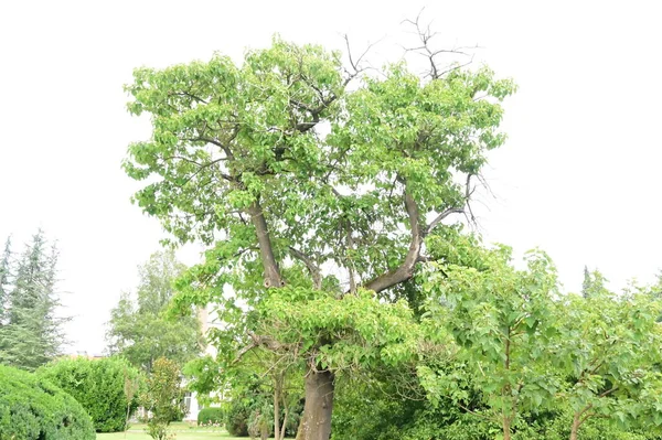 Parktaki Yeşil Ağaçlar Doğa — Stok fotoğraf