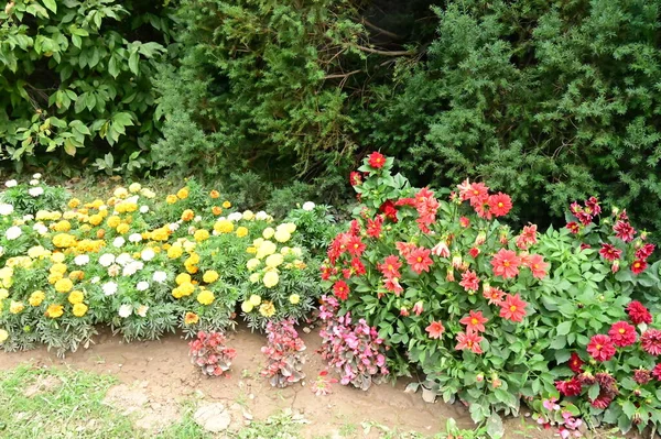 Закрыть Вид Красивые Цветы Саду — стоковое фото