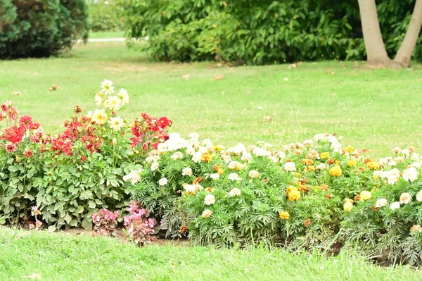 Beau Jardin Avec Fleurs Plantes — Photo