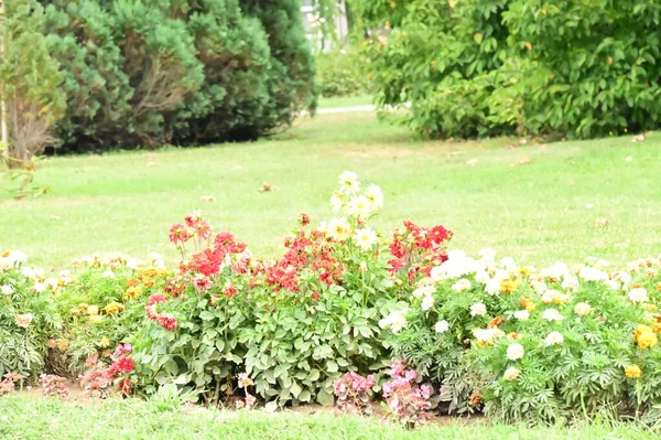 Krásná Zahrada Květinami Rostlinami — Stock fotografie