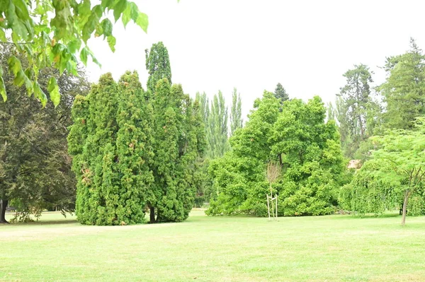Groene Bomen Het Park Natuur — Stockfoto