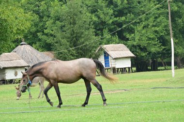 At ve eşek gruptaki