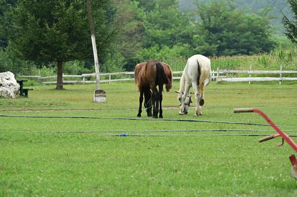 Chevaux Broutant Sur Prairie — Photo