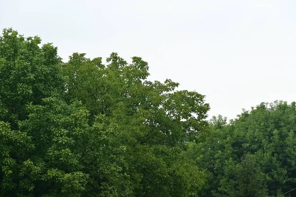 Över Gröna Träd Skogen Med Himmel Bakgrund — Stockfoto