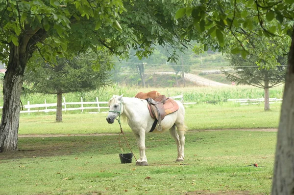 牧草地や農場にいる馬は — ストック写真