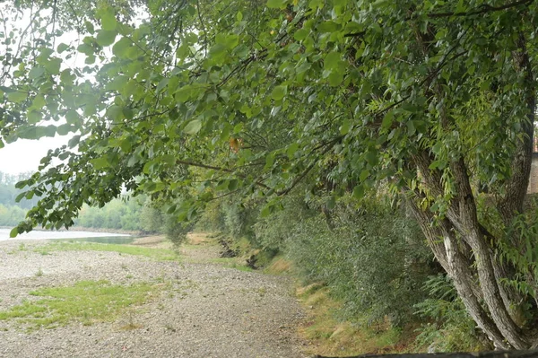 Amazing View River Trees — Stock fotografie