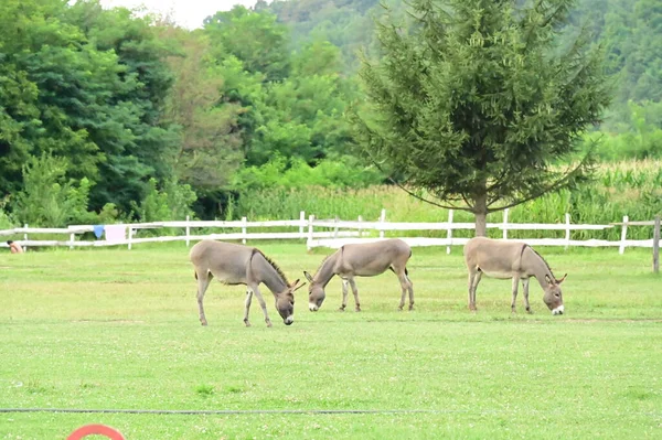 Burros Campo — Fotografia de Stock