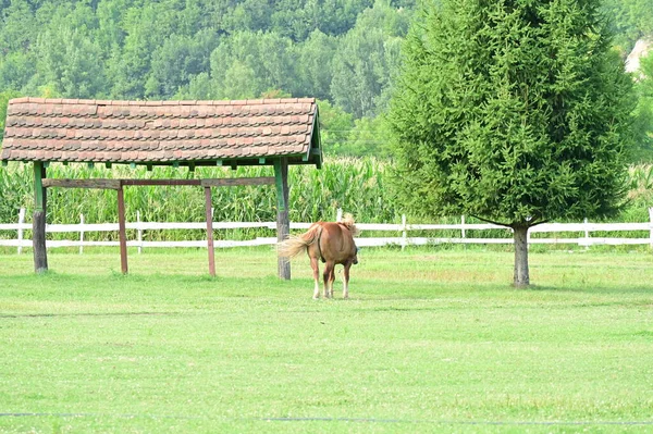 Cheval Sur Pâturage Ferme — Photo