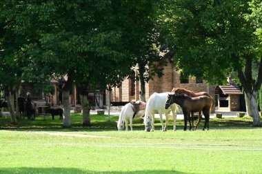 Parktaki çimenlikteki atlar