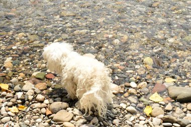 Kumsaldaki sevimli köpek. 