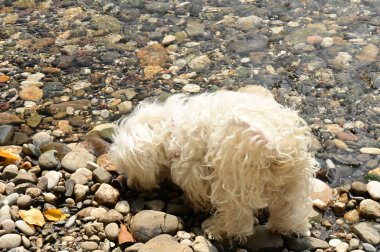 Kumsaldaki sevimli köpek. 
