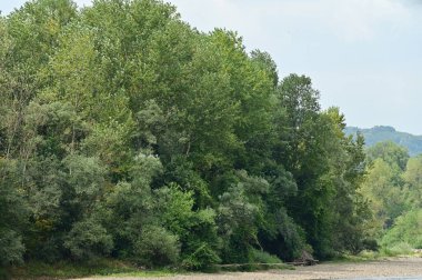 amazing view of the river with trees