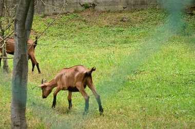 keçi mera üzerinde
