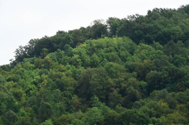 Gökyüzü arka planlı ormandaki yeşil ağaçların manzarası