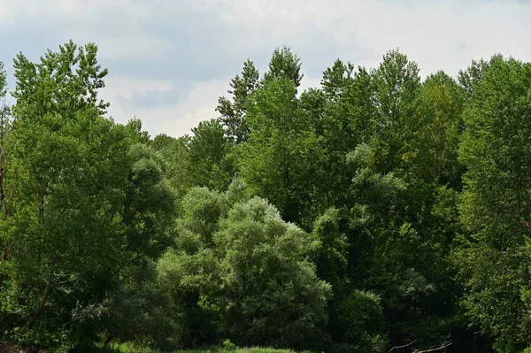 Vue Des Arbres Verts Dans Forêt Avec Fond Ciel — Photo