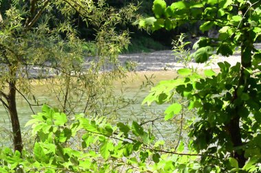 amazing view of the river with trees