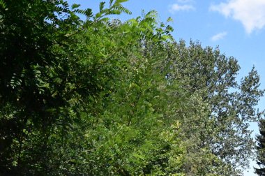 Parktaki yeşil ağaçlar, doğa