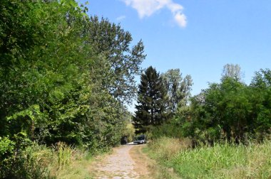 Parktaki yeşil ağaçlar, doğa