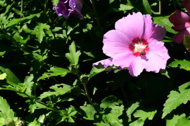 Bahçedeki güzel pembe çiçekler