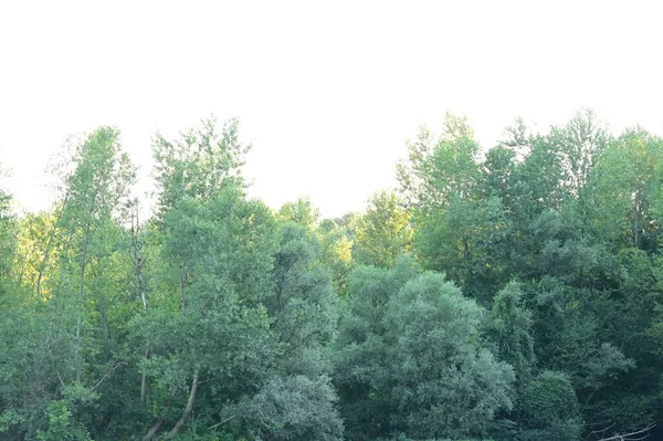 Pohled Zelené Stromy Lese Oblohou Pozadí — Stock fotografie