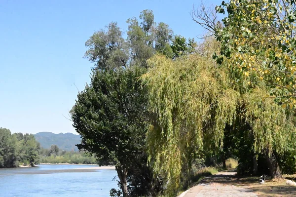 Amazing View River Trees —  Fotos de Stock