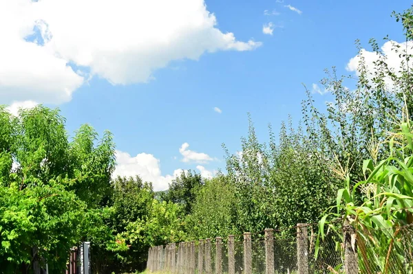 Green Trees Park Nature — Stock Photo, Image