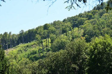 Dağlarda ormanı olan güzel bir manzara.