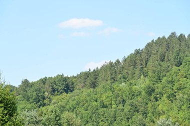 Dağlarda ormanı olan güzel bir manzara.