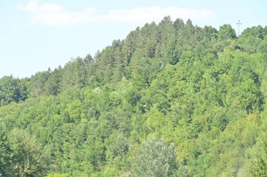 Dağlarda ormanı olan güzel bir manzara.