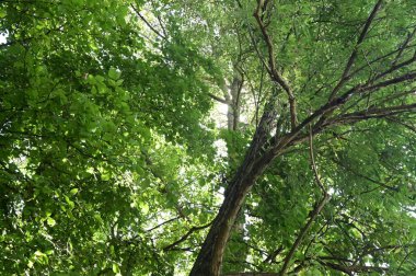 Parktaki yeşil ağaçlar