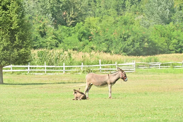 Burros Prado Naturaleza — Foto de Stock