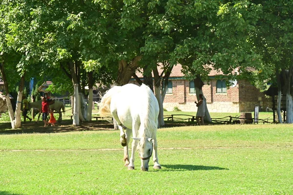 Caballo Parque —  Fotos de Stock