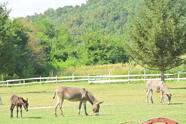 Ânes Pâturant Dans Prairie Verte — Photo