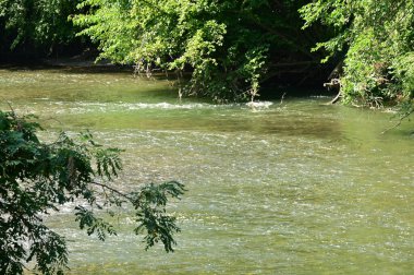 amazing view of the river with trees
