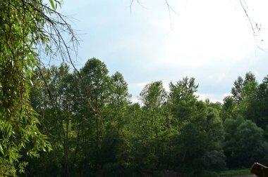 Ormandaki mavi gökyüzü arka planlı yeşil ağaçların manzarası