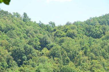 Ormandaki mavi gökyüzü arka planlı yeşil ağaçların manzarası