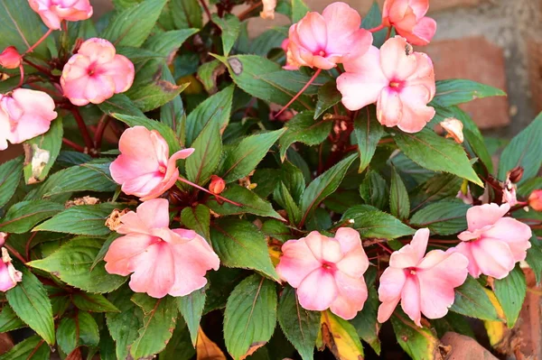 Kaunis Vaaleanpunainen Kukkia Puutarhassa — kuvapankkivalokuva