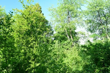 close up of trees in the forest, nature landscape