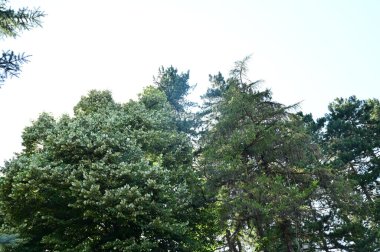 close up of trees in the forest, nature landscape