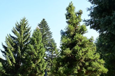close up of trees in the forest, nature landscape