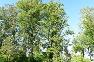 close up of trees in the forest, nature landscape